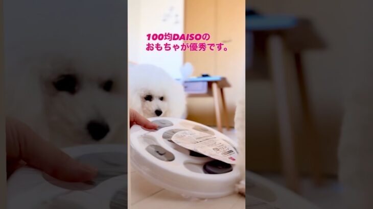 ダイソーのおもちゃ優秀！#犬のいる生活 #しつけ