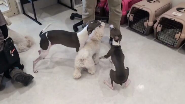 犬の幼稚園 レオンくんとトレーニング