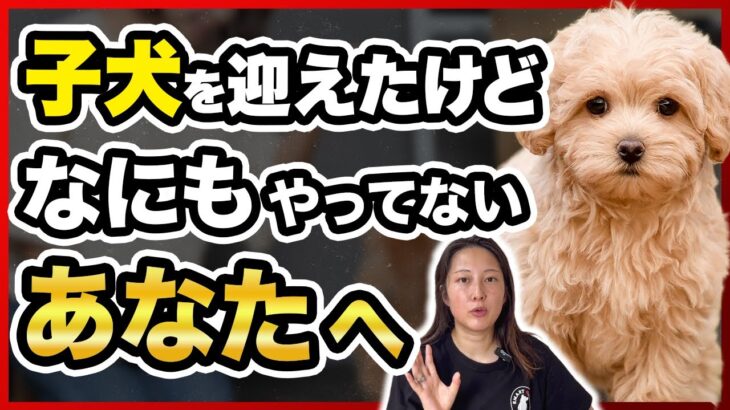 子犬を迎えて２週間…「まだしつけは早い」と思っていませんか？実はもう遅い！