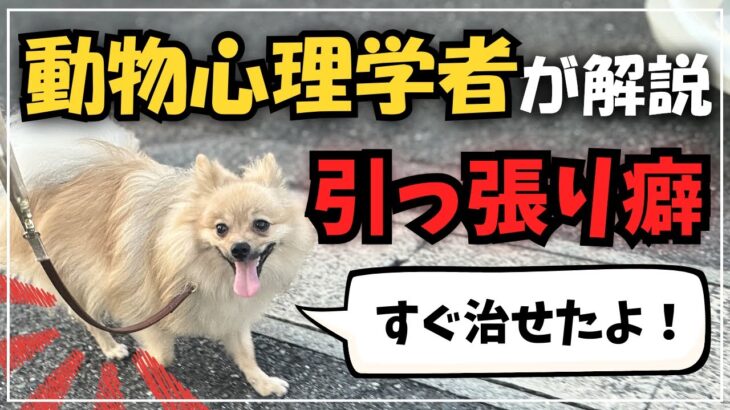 [犬しつけ] 散歩のひっぱりを簡単に治す方法を動物心理学者が解説