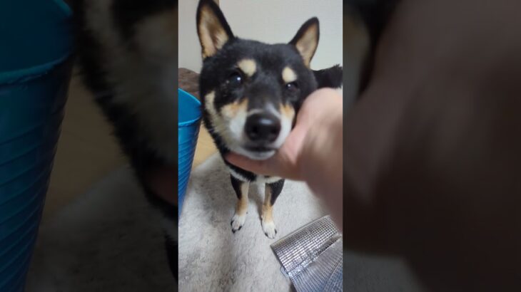#豆柴の日常 #豆柴しつけ #豆柴好き #可愛い犬動画 #可愛い ＃ツンデレ