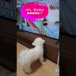 「テレビのワンコに吠える子犬💛」＃マルチーズ＃子犬＃シニア＃テレビ＃しつけ＃吠える #ふせ＃赤ちゃん＃かわいい＃吠える＃テレビ＃犬＃トリミング＃カット＃ペット＃癒し＃ももちゃんねる＃遊ぶ＃ワンコ