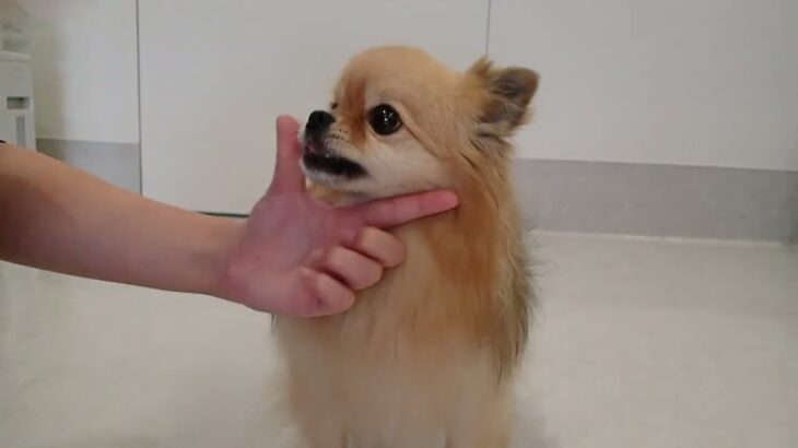犬の幼稚園 くるみちゃんとトレーニング