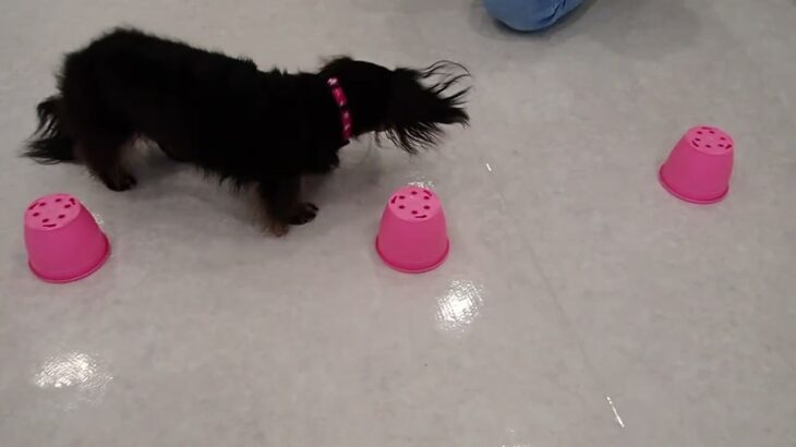 犬の幼稚園 メイちゃんとトレーニング
