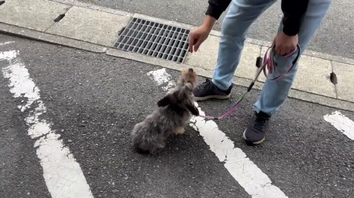 犬の幼稚園 ぎんくんとトレーニング