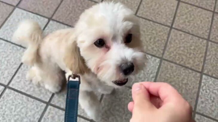 犬の幼稚園 ひかるくんとトレーニング