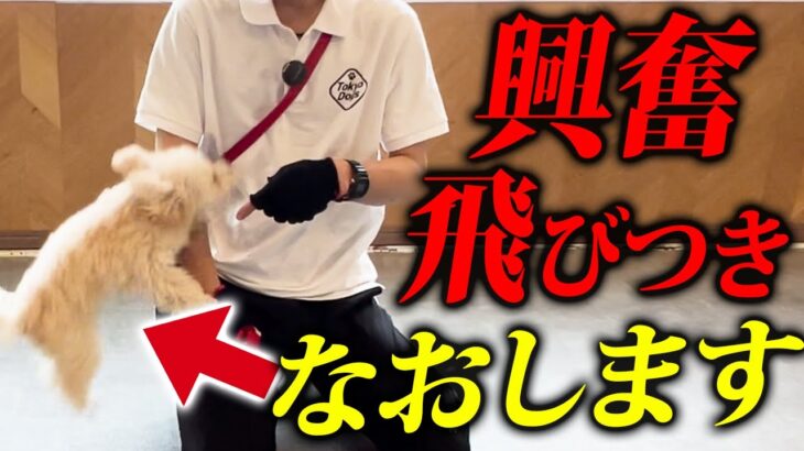 【実践】犬の興奮、とびつきを警察犬ドッグトレーナーがしつけ改善