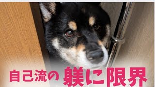 自己流のしつけでは手に負えないと思った時#黒柴 #噛む犬