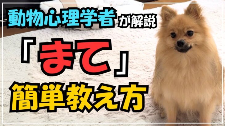 [犬しつけ] まての教え方を動物心理学者が解説