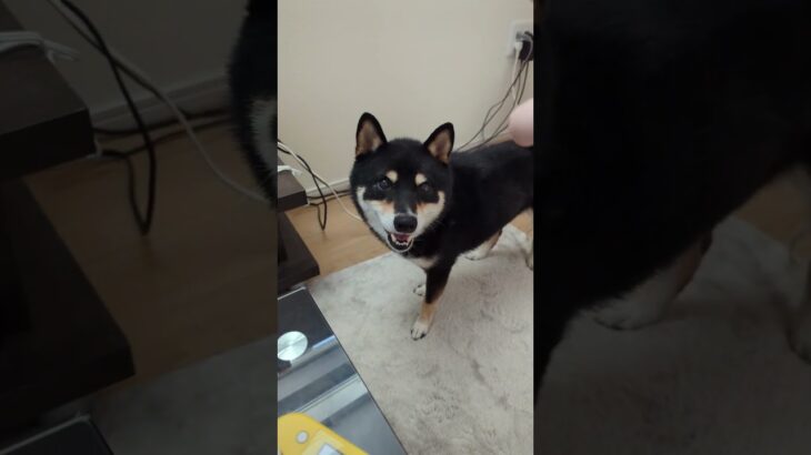 散歩あと#豆柴の日常 #豆柴しつけ #柴犬 #可愛い犬動画 ＃お散歩後