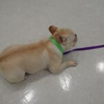 犬の幼稚園 なちゅちゃんとトレーニング