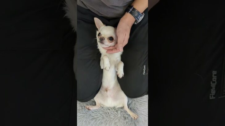 犬の幼稚園 コハクくんとトレーニング