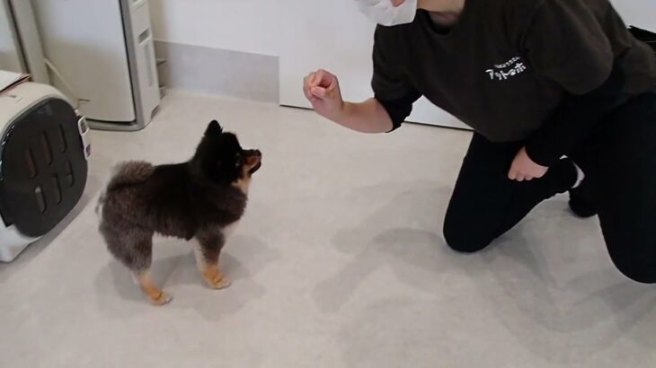犬の幼稚園 こきりちゃんとトレーニング