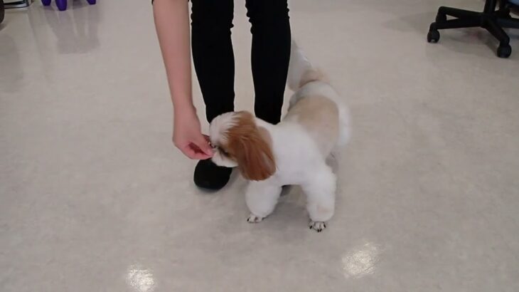 犬の幼稚園 さくらちゃんとトレーニング