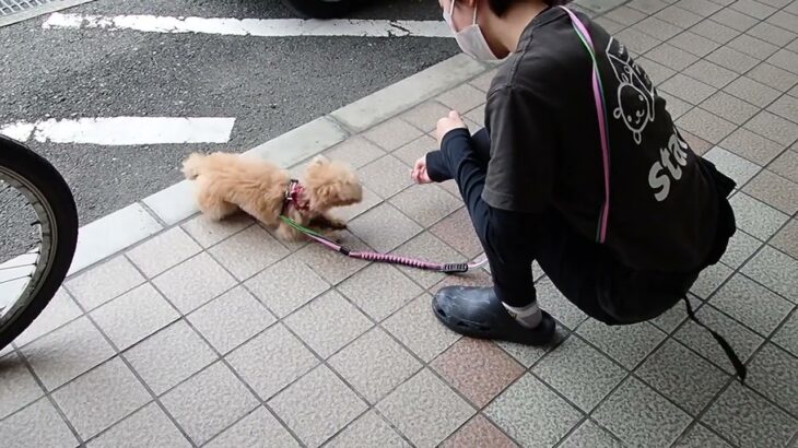 犬の幼稚園 ミアちゃんとトレーニング