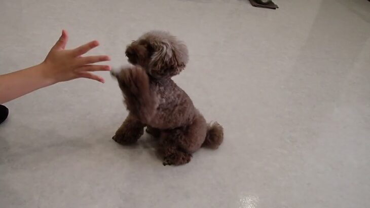 犬の幼稚園 雨ちゃんとトレーニング