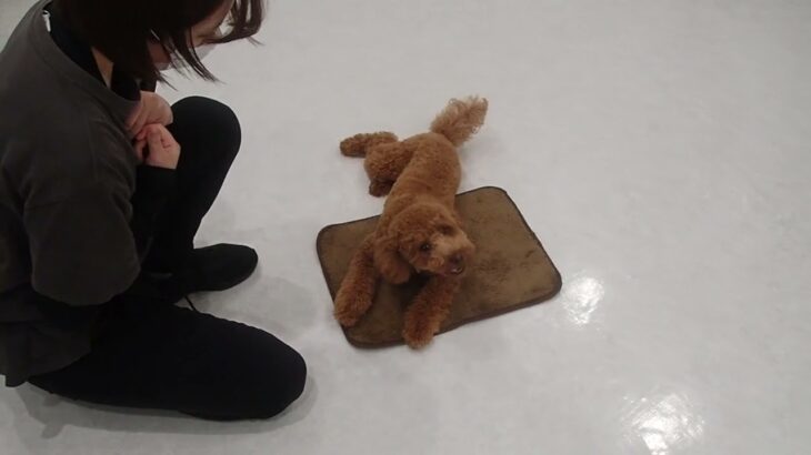 犬の幼稚園 ソラくんとトレーニング