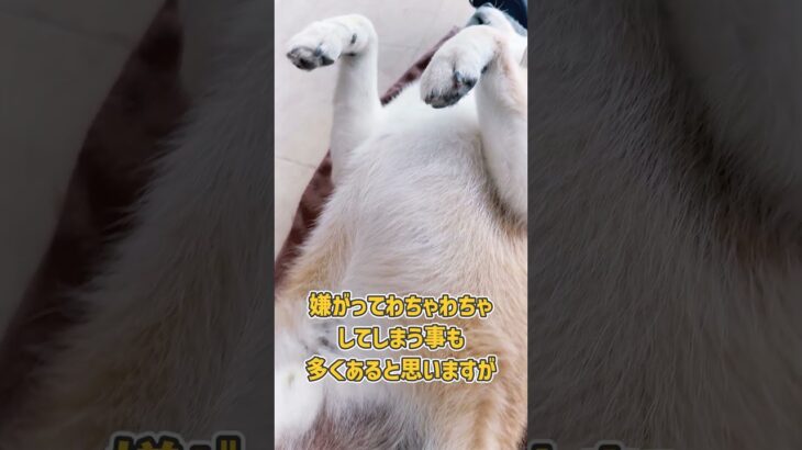 脚先接触が苦手な柴犬さんの爪切りトレーニング風景！