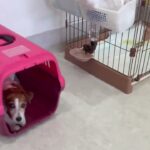 犬の幼稚園 ラムネちゃんとトレーニング