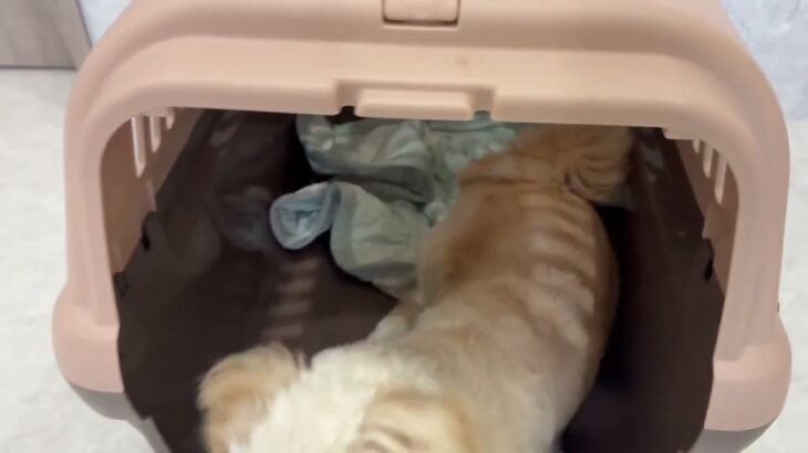 犬の幼稚園 モモちゃんとトレーニング
