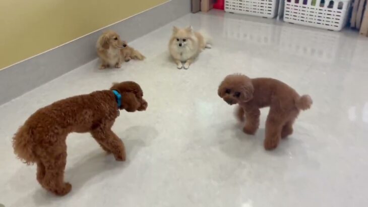 犬の幼稚園 ココアちゃんとトレーニング