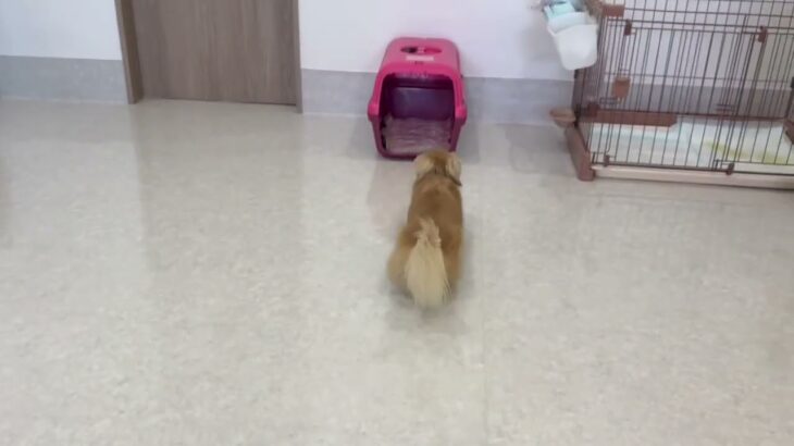 犬の幼稚園 凜ちゃんとトレーニング