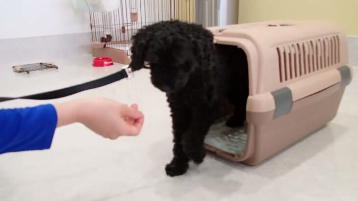 犬の幼稚園 ファランくんとトレーニング