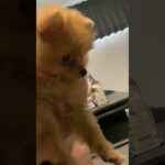 反省してるってさ #犬 #ポメラニアン #トイレ #しつけトレーニング #しつけ