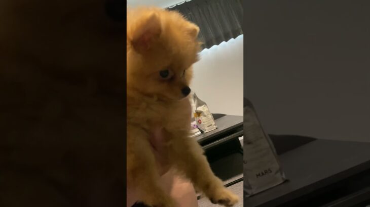 反省してるってさ #犬 #ポメラニアン #トイレ #しつけトレーニング #しつけ