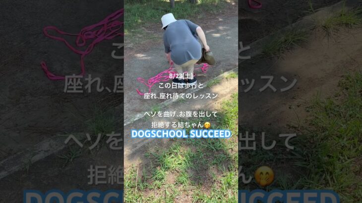 ドッグスクールサクシード⭐︎結ちゃんと頑張る飼い主さま🤭#ドッグスクールサクシード #ドッグスクール #湘南 #犬 #ヨークシャーテリア #しつけ教室 #レッスン動画 #しつけ #ヨーキー #平塚