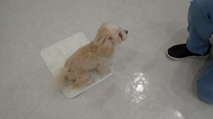犬の幼稚園 ひかるくんとトレーニング