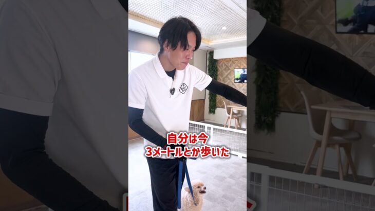 【犬しつけ】最強の歩行トレーニング！