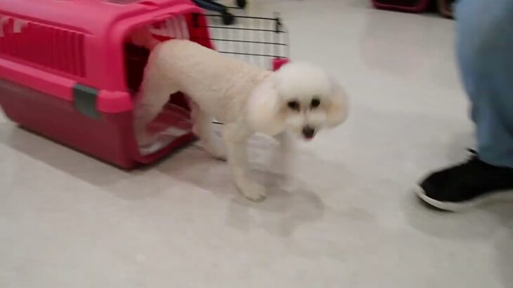 犬の幼稚園 ななちゃんとトレーニング