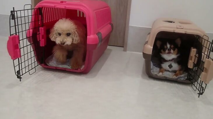 犬の幼稚園 ぴっぴちゃん＆のあくんとトレーニング