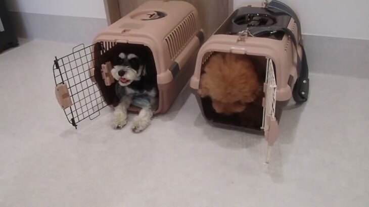犬の幼稚園 アオくん＆たろうくんとトレーニング