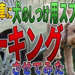犬のしつけ用スプレーは対策アイテムになるのか？
