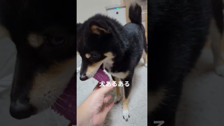 あるある#豆柴の日常 #豆柴しつけ #豆柴 ＃犬あるある#可愛い犬動画 #可愛い #柴犬