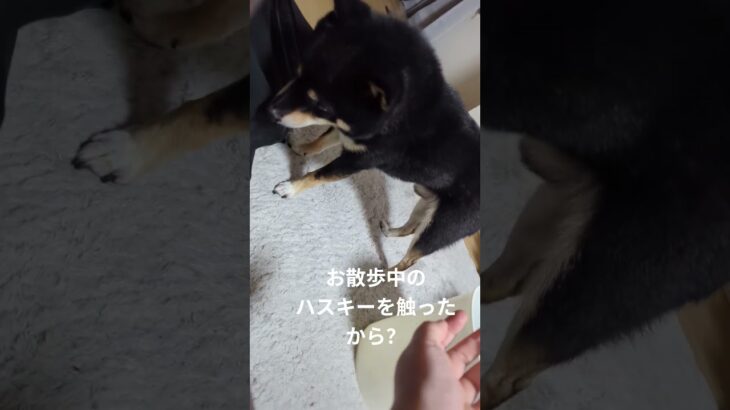 #豆柴の日常 #豆柴しつけ #豆柴好き #可愛い犬動画 #可愛い #柴犬 #愛犬 ＃他のわんちゃん触ったからめっちゃ嗅ぐ