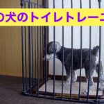 成犬トイレトレーニング｜ミニチュアシュナウザー｜しつけ