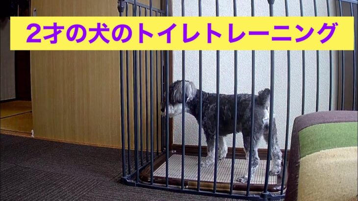 成犬トイレトレーニング｜ミニチュアシュナウザー｜しつけ