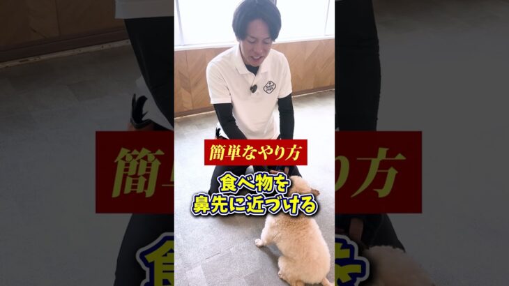 【犬しつけ】伏せは超簡単！