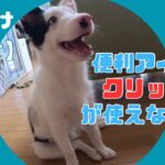 【しつけ】クリッカーの代わりに、ライトを使って伏せを教えてみる！【ボーダーコリー】