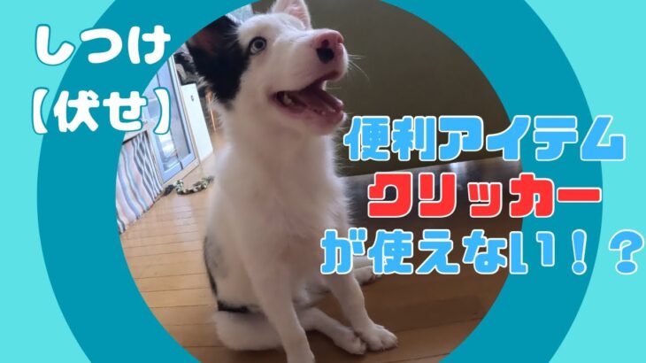 【しつけ】クリッカーの代わりに、ライトを使って伏せを教えてみる！【ボーダーコリー】
