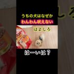 うちの犬はなぜかわんわん吠えない #喋る犬