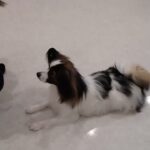 犬の幼稚園 ノエルくんとトレーニング