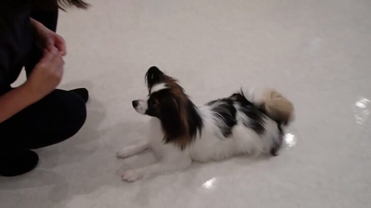 犬の幼稚園 ノエルくんとトレーニング