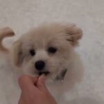 犬の幼稚園 コマリくんとトレーニング