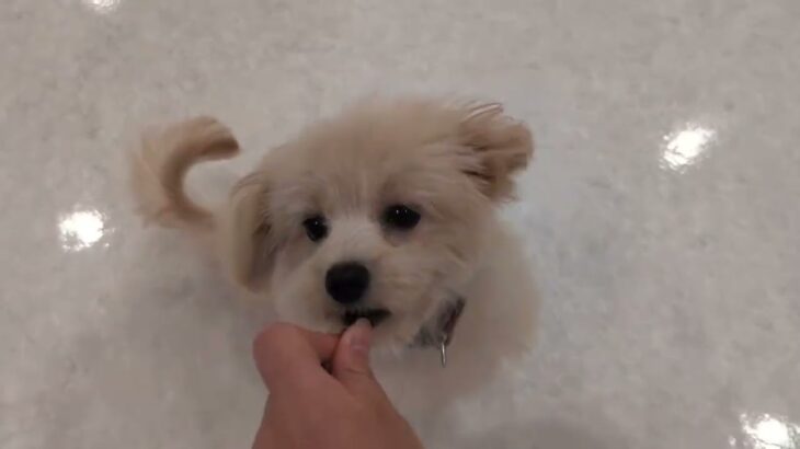 犬の幼稚園 コマリくんとトレーニング