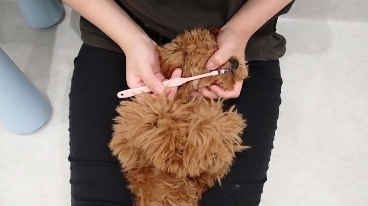 犬の幼稚園 くんくんちゃんとトレーニング