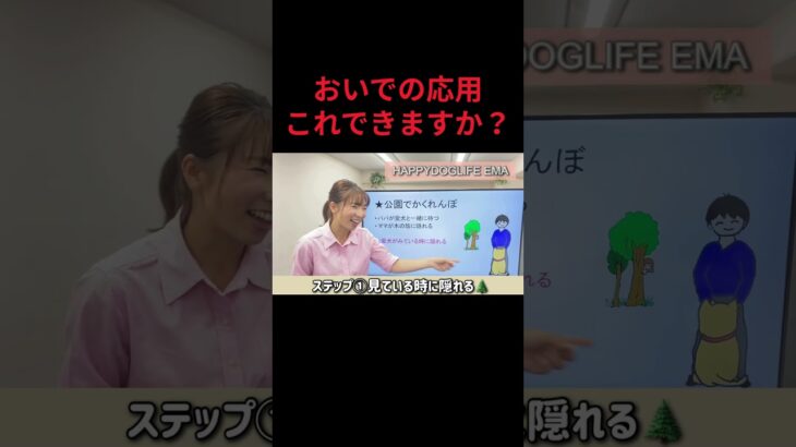 【犬 おいで】おいでの応用かくれんぼ遊び！犬のしつけ エマ犬アカデミー【犬のしつけ＠横浜】 #子犬しつけ #横浜しつけ教室＃おいで＃かくれんぼ